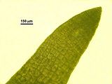 Dictyota fasciola5